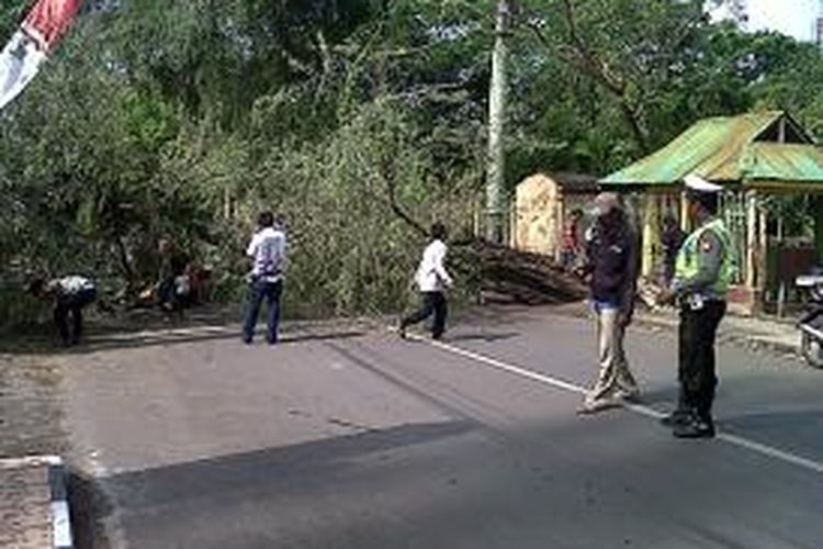 Dibantu warga, aparat kepolisian di Kabupaten Bone, Sulawesi Selatan menghalau warga setelah sebuah pohon asam jawa tumbang dan menutupi jalan raya. Sabtu, (16/11/2013).