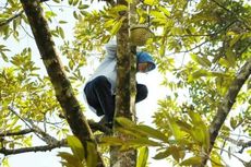 Cerita di Balik Aksi Unik Bupati Lebak Memanjat Pohon Durian