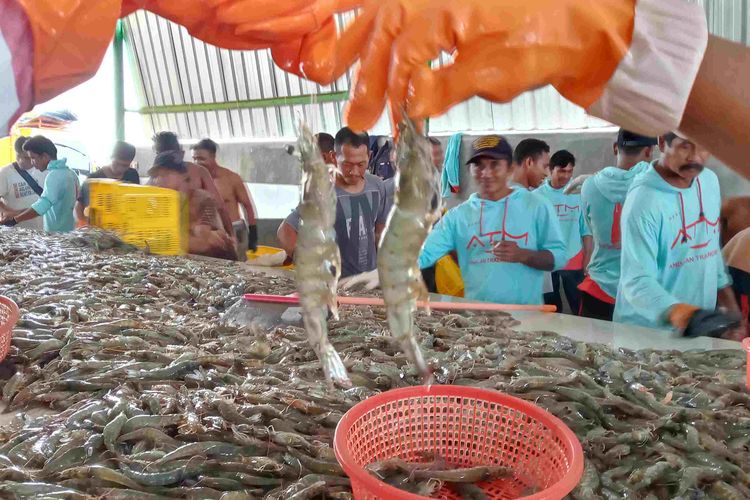 Proses sortir udang vaname di salah satu sentra tambak di Belinyu, Bangka, Senin (12/10/2020).