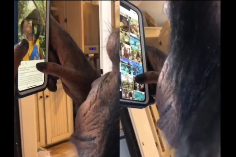 Video viral menampilkan seekor simpanse bermain Instagram
