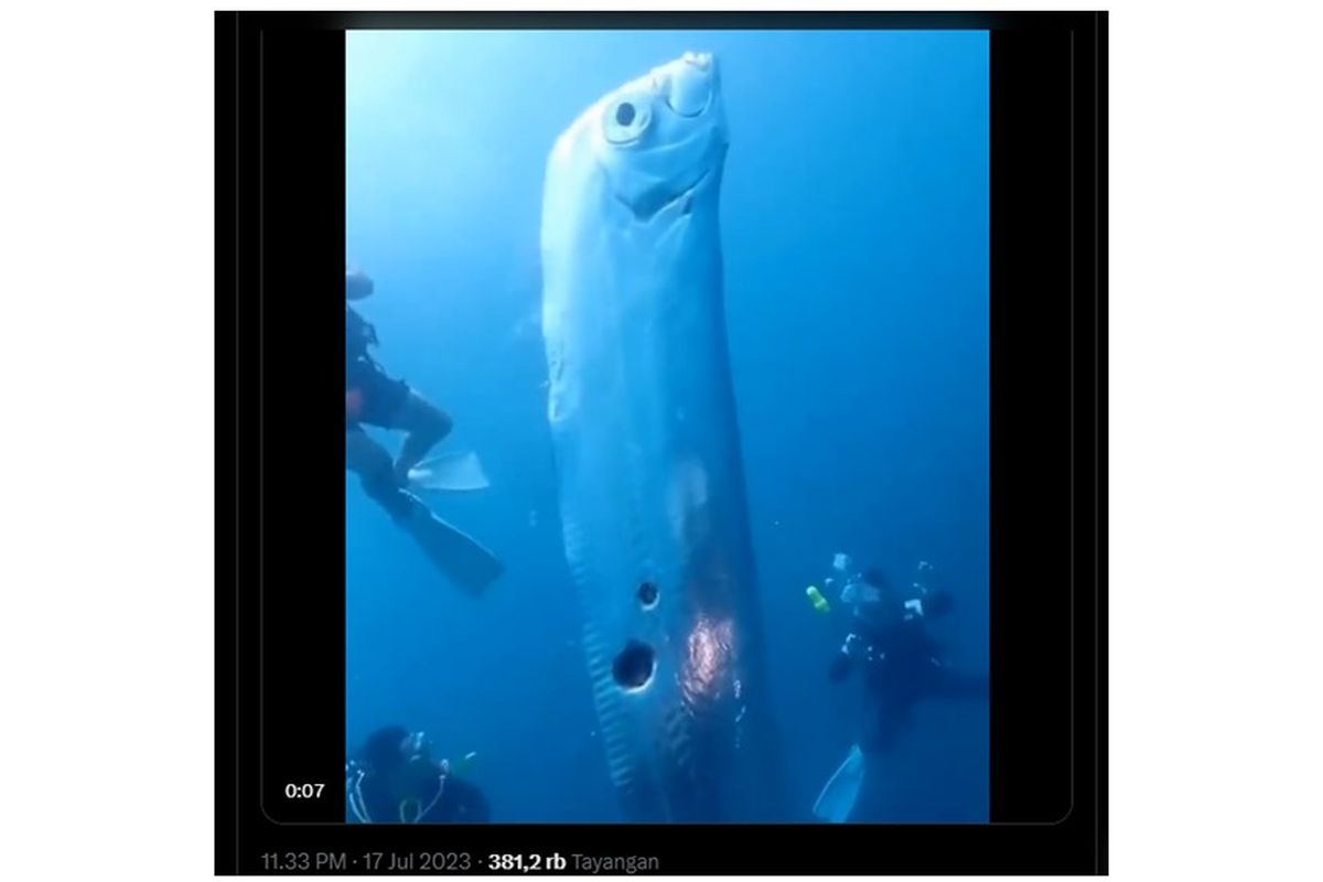 Kemunculan ikan oarfish di lepas pantai Taiwan