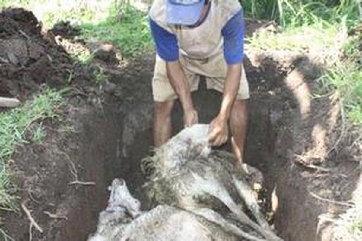 Beberapa domba korban diserang anjing liar di Kota Batu, Jawa Timur, dikubur oleh warga dan pemilik domba. Rabu (4/4/2012)