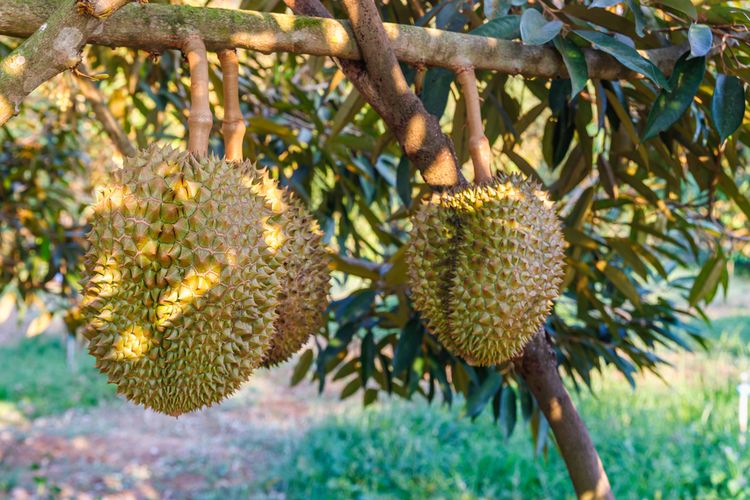 Ilustrasi tanaman durian, pohon durian. 