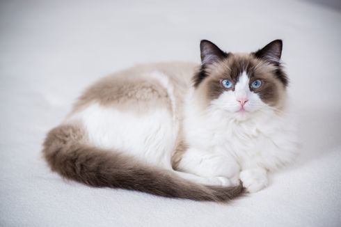 Dari Ragdoll, Persia, hingga Sphynx, Berikut 10 Ras Kucing Paling Populer di Dunia