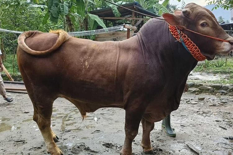 Sapi Arjuna, bantuan Presiden Joko Widodo untuk masyarakat Sulawesi Tengah yang bobotnya 874 kg, Kamis (6/6/2024).