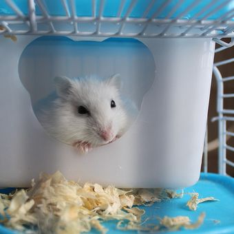 Ilustrasi hamster di dalam kandang. 