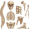 Bagian dan Jenis Tulang Manusia