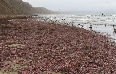 Hebohkan Warga, Ribuan Ikan Penis Terdampar di Pantai California ...