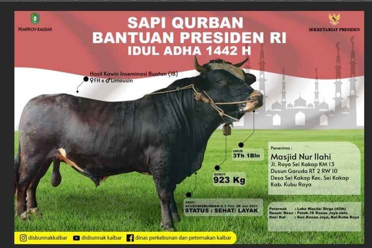 Pada Hari Raya Idul Adha 1442 Hijriah, Presiden Joko Widodo (Jokowi) turut berkurban sapi. Sapi kurban Jokowi disumbangkan ke sejumlah daerah. Di Kalimantan Barat (Kalbar), sapi kurban Jokowi diterima pengurus Masjid Nur Ilahi, Desa Sungai Kakap, Kecamatan Kakap, Kabupaten Kubu Raya.