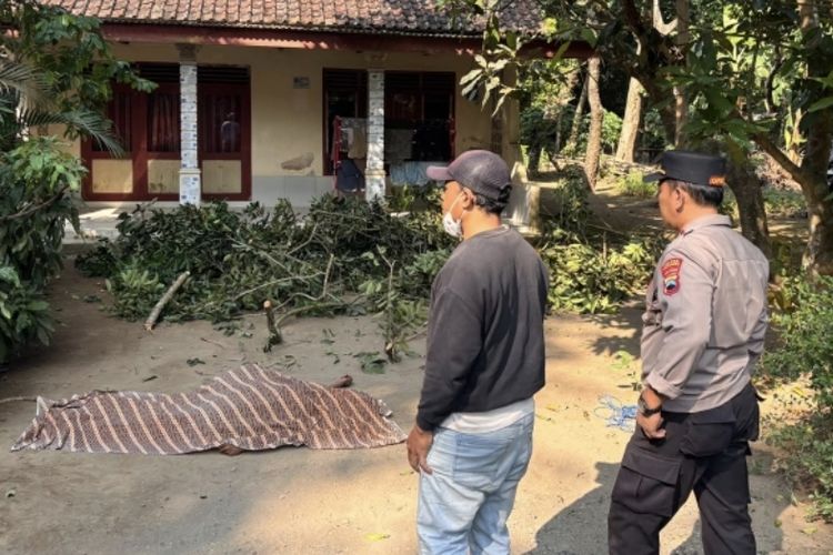 Teriakan Minta Tolong Terdengar dari Atas Pohon, Pria di Klirong Tewas Tersengat Listrik saat Pangkas Ranting