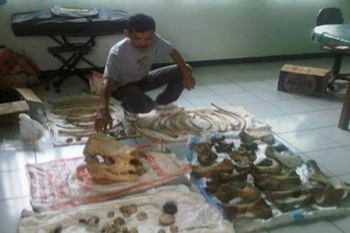Satu Kerangka Badak Jawa Ditemukan