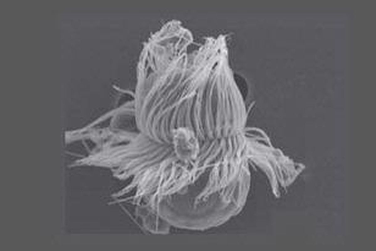 Mesodinium chamaeleon 