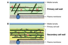 Perbedaan Dinding Sel Primer dan Dinding Sel Sekunder