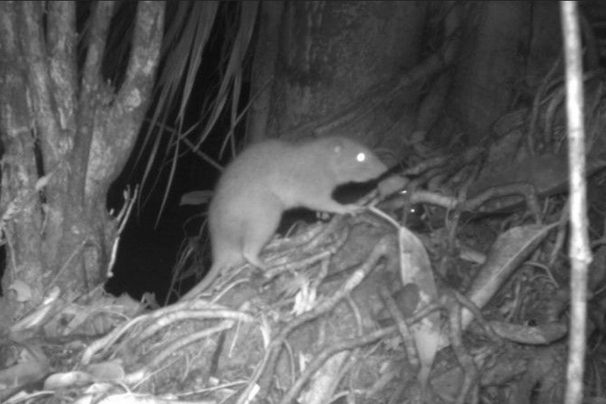 Tikus raksasa Vangunu ditemukan di kepulauan terpencil