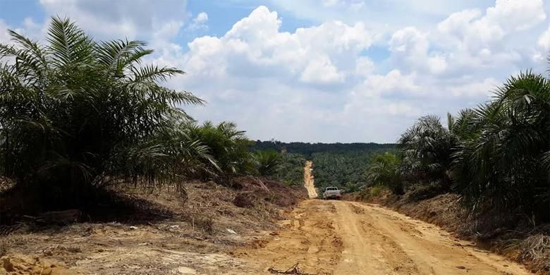 Jalan utama di tengah perkebunan sawit di kawasan Taman Nasional Tesso Nilo, Riau.