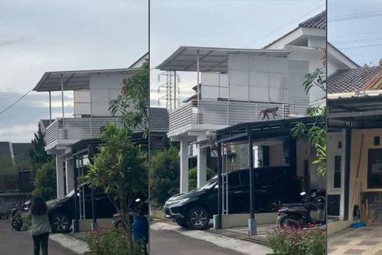 Kawanan monyet berkeliaran di atap rumah warga kawasan Kiaracondong dan Antapani, Kota Bandung, Jawa Barat.