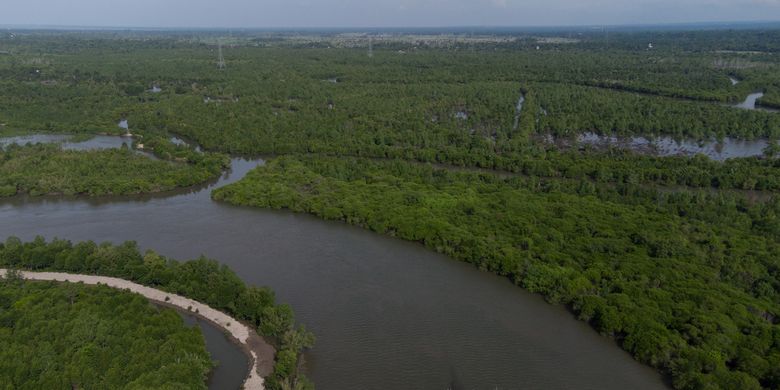 The remaining mangrove forest in Pangkalan Susu, North Sumatra.  Most of it has been cleared for lobster cultivation and is now being turned into oil palm plantations and private management under the guise of mangrove tourism.  Binsar Bakkara