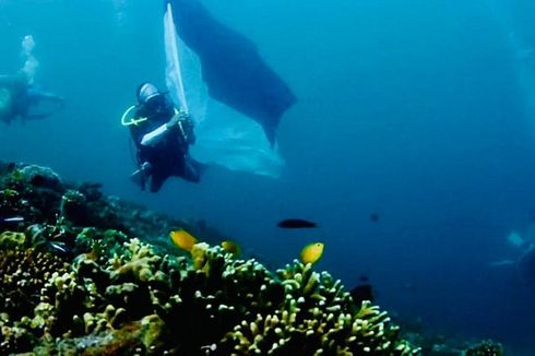 Peringati HUT RI, Ada Konvoi Bendera Merah Putih di Bawah Laut Raja Ampat