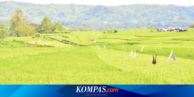 Menaruh Harap Pada Penyuluh Pertanian Halaman All Kompas Com