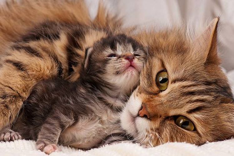 Mengapa tidak boleh menyentuh anak kucing yang baru lahir?