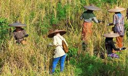 Ini Kontribusi Positif Sektor Pertanian