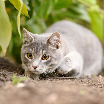 Ilustrasi kucing sedang berburu. 