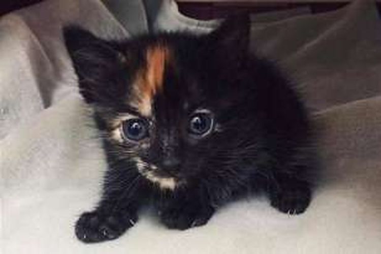 Kucing kecil ini nyaris mati setelah jatuh ke dalam kandang komodo di kebun binatang Fort Worth, Texas, AS.