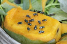 Dihinggapi Lalat, Masih Bolehkah Makanan Dikonsumsi?