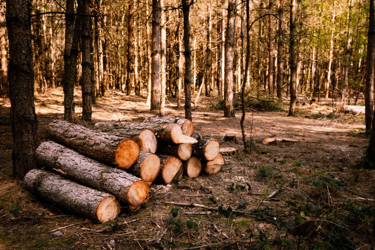 Ilustrasi illegal logging