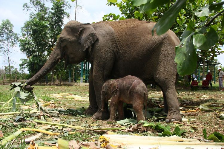 Bayi gajah yang baru lahir bersama induknya, di Unit Konservasi Gajah Estate Ukui di kawasan PT. RAPP, Kabupaten Pelalawan, Riau, Jumat (7/4/2023).