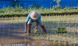 Rayakan HPS 2019, Kementan Beri Bantuan Alsintan Senilai Rp 25 Miliar