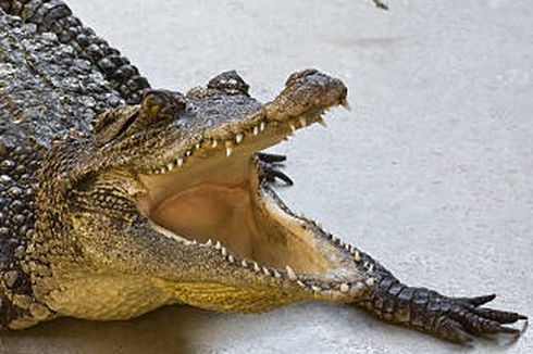 Kakek Diterkam Buaya Saat Jaring Udang, Selamat karena Ditolong Warga