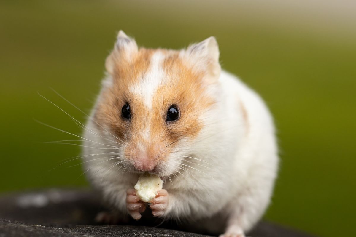 Tak Mau Langsung Kawin, Hamster Betina Harus Mengenal Aroma Jantan Lebih  Dulu