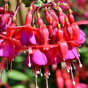 Ilustrasi bunga fuchsia. 