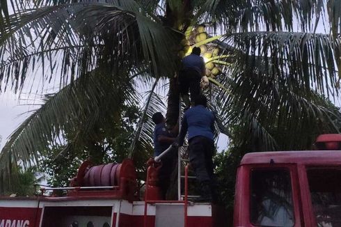 Damkar Padang Evakuasi Kucing Hamil yang Terjebak 2 Hari di Pohon Kelapa Setinggi 8 Meter