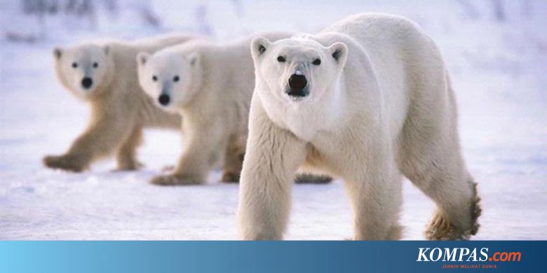 Bumi Memanas Beruang Kutub Harus Lebih Gemuk