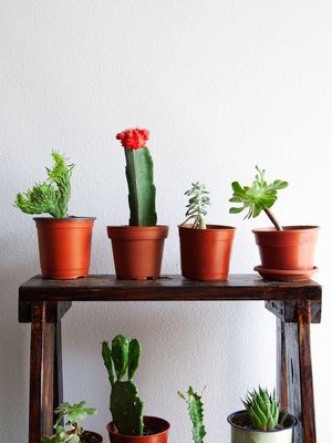 Ilustrasi pot-pot tanaman kaktus.