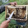 5 Manfaat Makan Sarang Lebah Madu, Lawan Infeksi Bakteri dan Jamur