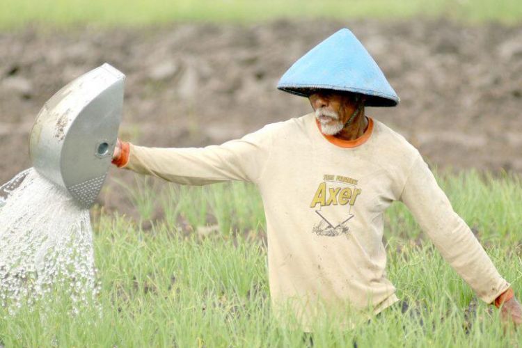 Petani sedang menyiramkan air ke tanaman padinya