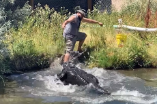 Video Viral Detik-detik Pawang Hampir Digigit Aligator