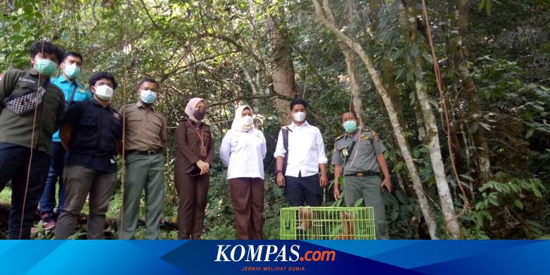 Akhir Kasus Penyelundupan Satwa Langka Kukang di Sumbar, Pelaku Dihukum 1,5 Tahun Penjara, 2 Kukang Dilepasliarkan - Vimarsana News