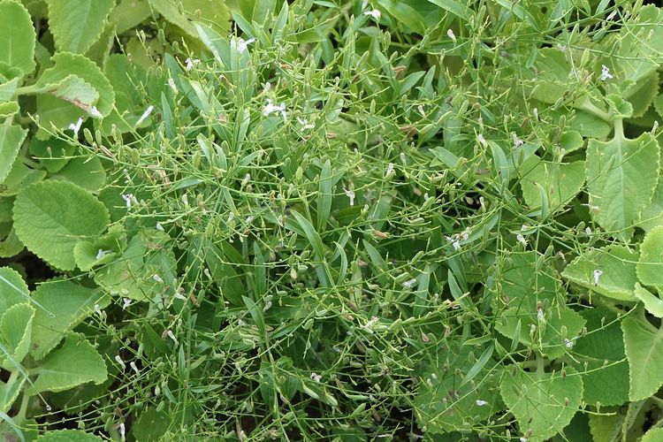 Ilustrasi tanaman sambiloto. 