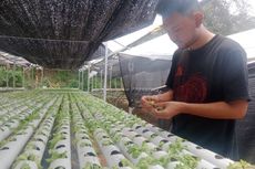 Cerita Petani Sayur Semarang, Rugi Puluhan Juta Rupiah karena El Nino