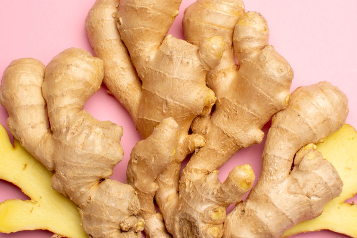 ilustrasi rimpang jahe