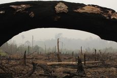 Penyidikan 15 Kasus Pembakaran Hutan Dihentikan, Komisi III Akan Minta Penjelasan Kapolri