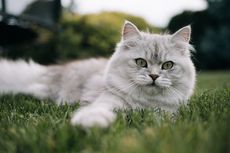 8 Ras Kucing Abu-abu Putih, Penampilannya Lucu dan Menggemaskan