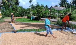 Hindarkan Petani dari Tengkulak, UPJA Ini Beli Langsung GKP ke Petani