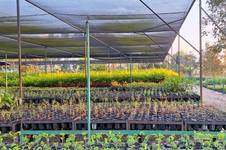 Pemandangan bibit tanaman yang terjaga dengan baik di Taman Kehati Sawerigading Wallacea. Fasilitas ini dibangun guna mendukung keberlanjutan ekosistem lokal melalui upaya konservasi dan rehabilitasi.