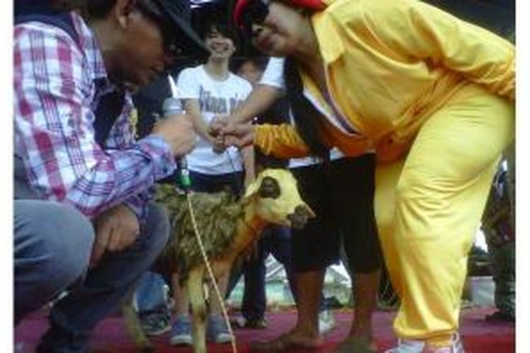 Seorang peserta jalan sehat dalam rangka memperingati Hari Pers Nasional 68 menerima hadiah seekor kambing di Lapangan Duren, Bandungan, Minggu (9/3/2014) siang.