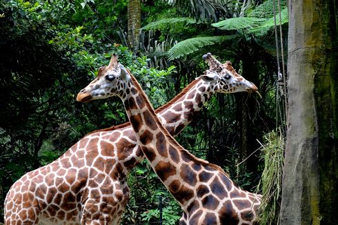 Libur Tahun Baru 2024, Taman Safari Bogor Akan Gelar Hutan Menyala